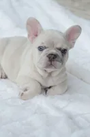 Cream Merle Male, a male French Bulldog for sale in Jonesboro, LA – Photo 3 of 10