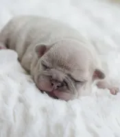 Cream Merle Male, a male French Bulldog for sale in Jonesboro, LA – Photo 1 of 4