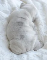 Cream Merle Male, a male French Bulldog for sale in Jonesboro, LA – Photo 7 of 10