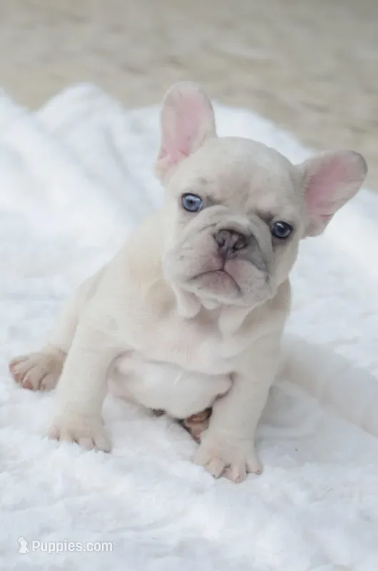Cream Merle Male – French Bulldog puppy for sale in Jonesboro, LA