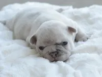 Cream Merle Male, a male French Bulldog for sale in Jonesboro, LA – Photo 6 of 10