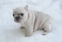 Cream Merle Male, a male French Bulldog for sale in Jonesboro, LA – Photo 4 of 10