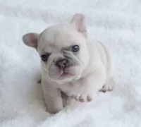 Cream Merle Male, a male French Bulldog for sale in Jonesboro, LA – Photo 2 of 10