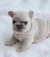 Cream Merle Male, a male French Bulldog for sale in Jonesboro, LA – Photo 3 of 10