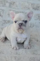 Cream Merle Male, a male French Bulldog for sale in Jonesboro, LA – Photo 5 of 10