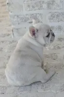 Cream Merle Male, a male French Bulldog for sale in Jonesboro, LA – Photo 6 of 10