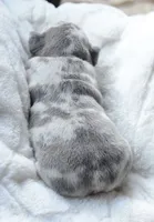 Cupid, a female French Bulldog for sale in Jonesboro, LA – Photo 7 of 9