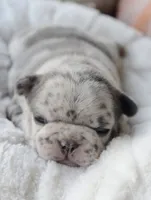 Cupid, a female French Bulldog for sale in Jonesboro, LA – Photo 8 of 9