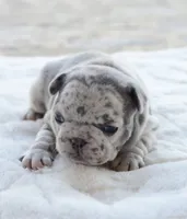 Cupid, a female French Bulldog for sale in Jonesboro, LA – Photo 4 of 9