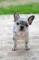 Cupid, a female French Bulldog for sale in Jonesboro, LA – Photo 1 of 9