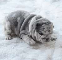 Cupid, a female French Bulldog for sale in Jonesboro, LA – Photo 5 of 9