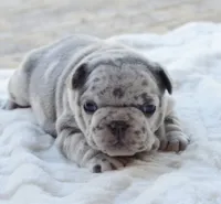 Cupid, a female French Bulldog for sale in Jonesboro, LA – Photo 3 of 9