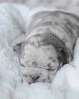 Cupid, a female French Bulldog for sale in Jonesboro, LA – Photo 9 of 9