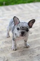 Cupid, a female French Bulldog for sale in Jonesboro, LA – Photo 2 of 9