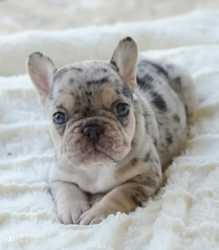 AKC Merle – French Bulldog puppy on hold in Jonesboro, LA