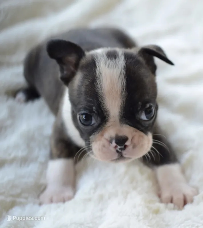 AKC boy 3 – Boston Terrier puppy for sale in Jonesboro, LA