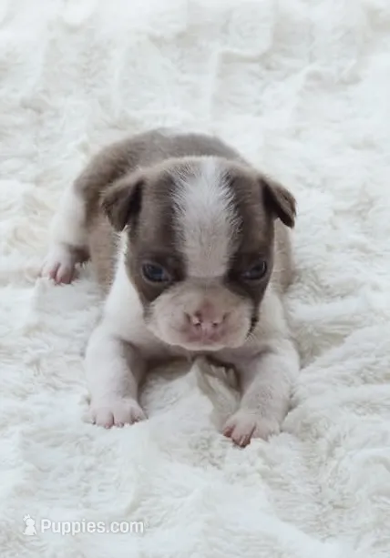 AKC boy 1 – Boston Terrier puppy for sale in Jonesboro, LA