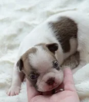 AKC boy 5, a male Boston Terrier for sale in Jonesboro, LA – 6 of 9