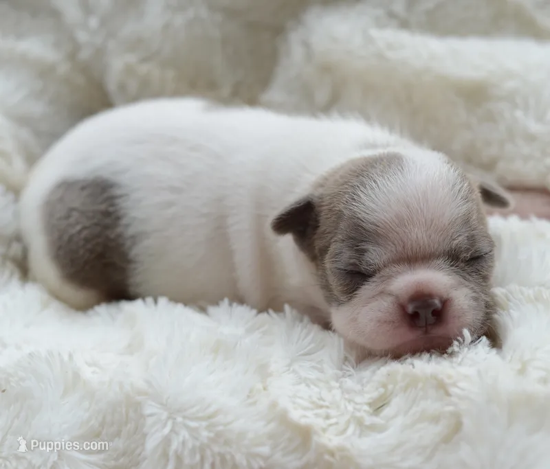 AKC girl 2 – Boston Terrier puppy for sale in Jonesboro, LA