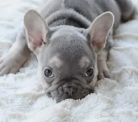 AKC blue, a female French Bulldog for sale in Jonesboro, LA – 4 of 10