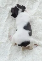 AKC girl 3, a female Boston Terrier for sale in Jonesboro, LA – 5 of 9