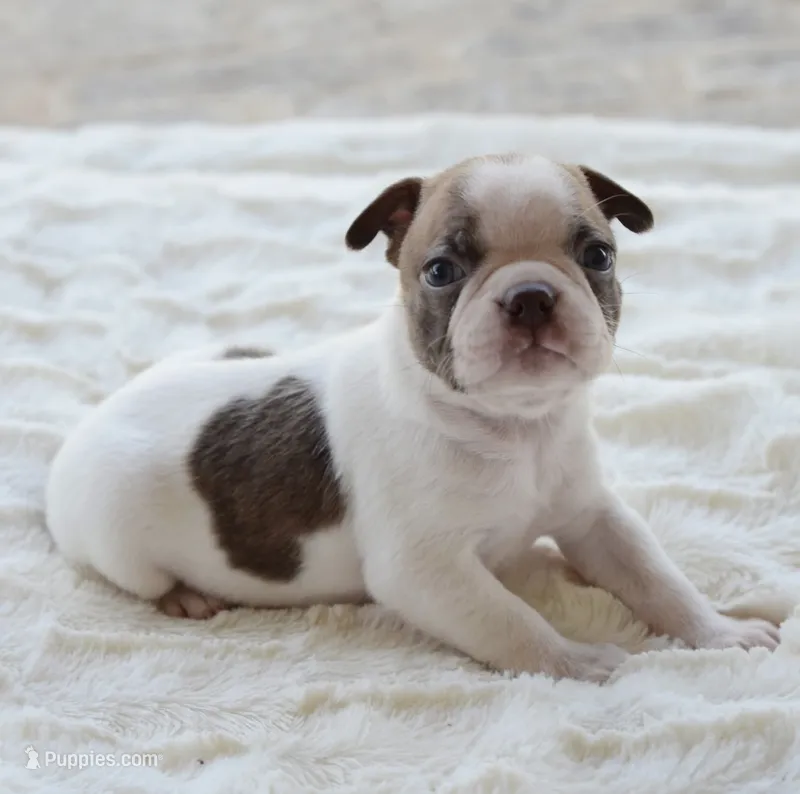 AKC boy 5 – Boston Terrier puppy for sale in Jonesboro, LA