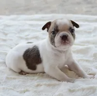 AKC boy 5, a male Boston Terrier for sale in Jonesboro, LA – 3 of 9