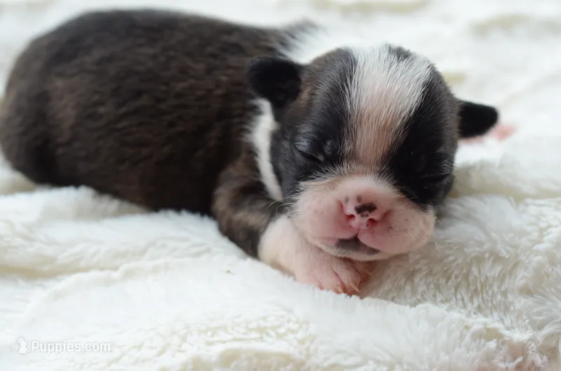 AKC boy 3 – Boston Terrier puppy for sale in Jonesboro, LA