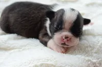 AKC boy 3, a male Boston Terrier for sale in Jonesboro, LA – 5 of 8