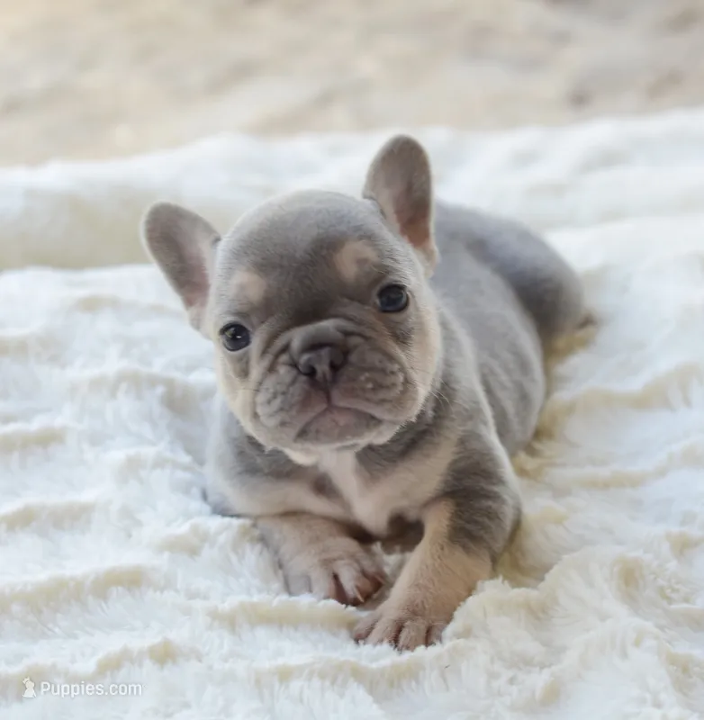 AKC blue – French Bulldog puppy for sale in Jonesboro, LA