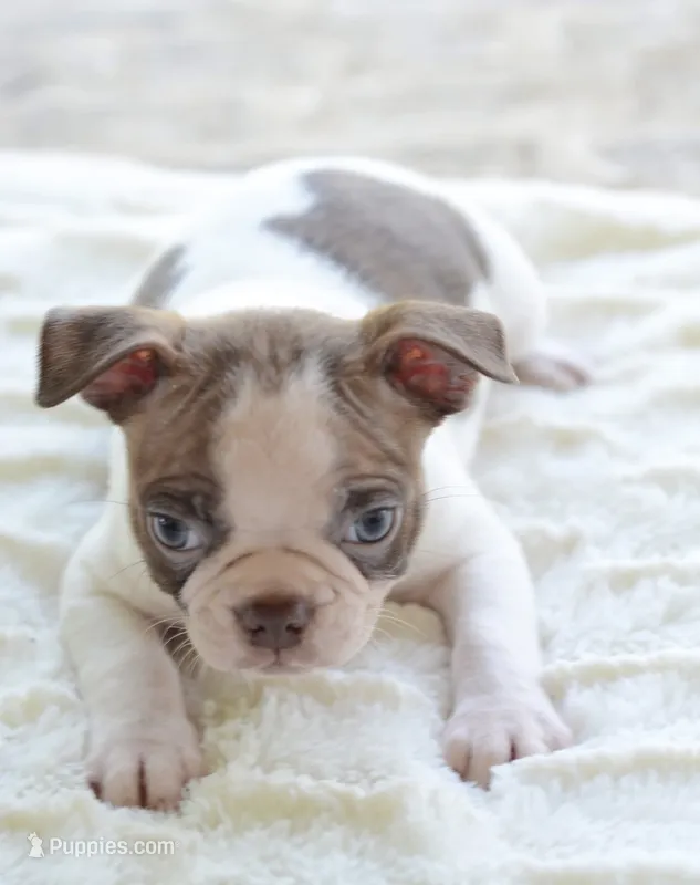 AKC boy 5 – Boston Terrier puppy for sale in Jonesboro, LA