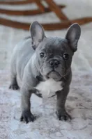 Bella, a female French Bulldog for sale in Jonesboro, LA – Photo 2 of 6