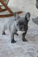 Bella, a female French Bulldog for sale in Jonesboro, LA – Photo 4 of 6