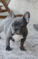 Bella, a female French Bulldog for sale in Jonesboro, LA – Photo 5 of 6