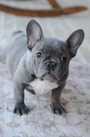 Bella, a female French Bulldog for sale in Jonesboro, LA – Photo 6 of 6