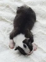 AKC boy 3, a male Boston Terrier for sale in Jonesboro, LA – 2 of 2