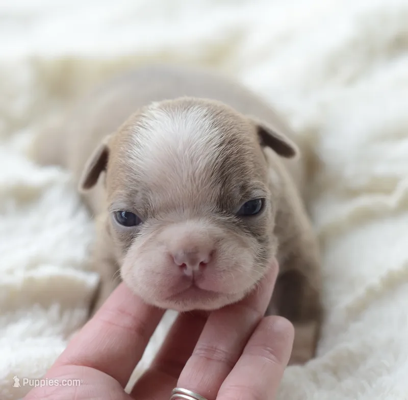 AKC Girl 1 – Boston Terrier puppy for sale in Jonesboro, LA