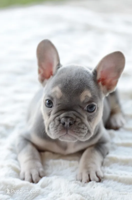 AKC blue, a female French Bulldog for sale in Jonesboro, LA – 1 of 10
