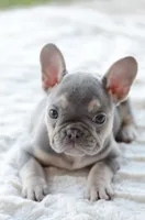 AKC blue, a female French Bulldog for sale in Jonesboro, LA – 1 of 10