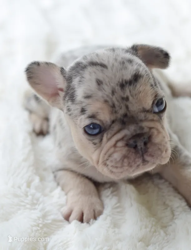 AKC Merle – French Bulldog puppy for sale in Jonesboro, LA