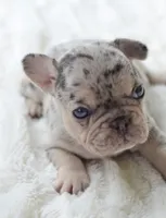 AKC Merle, a male French Bulldog for sale in Jonesboro, LA – 3 of 6