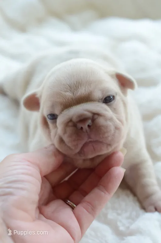 AKC cream Merle – French Bulldog puppy for sale in Jonesboro, LA
