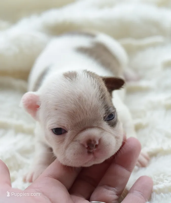 AKC girl 4 – Boston Terrier puppy for sale in Jonesboro, LA
