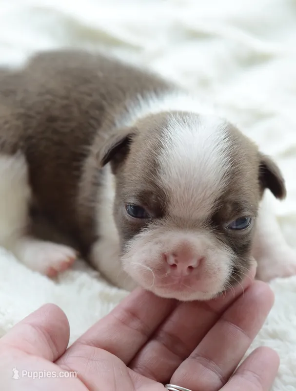 AKC boy 1 – Boston Terrier puppy for sale in Jonesboro, LA