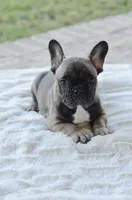 AKC Sable, a male French Bulldog for sale in Jonesboro, LA – 2 of 10