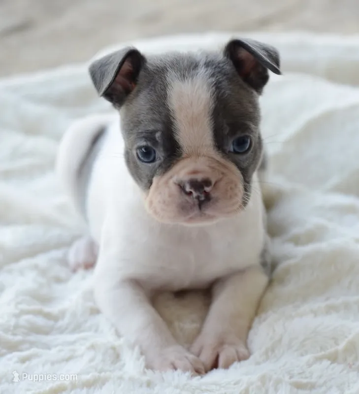 AKC boy 4 – Boston Terrier puppy for sale in Jonesboro, LA