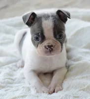 AKC boy 4, a male Boston Terrier for sale in Jonesboro, LA – 2 of 9