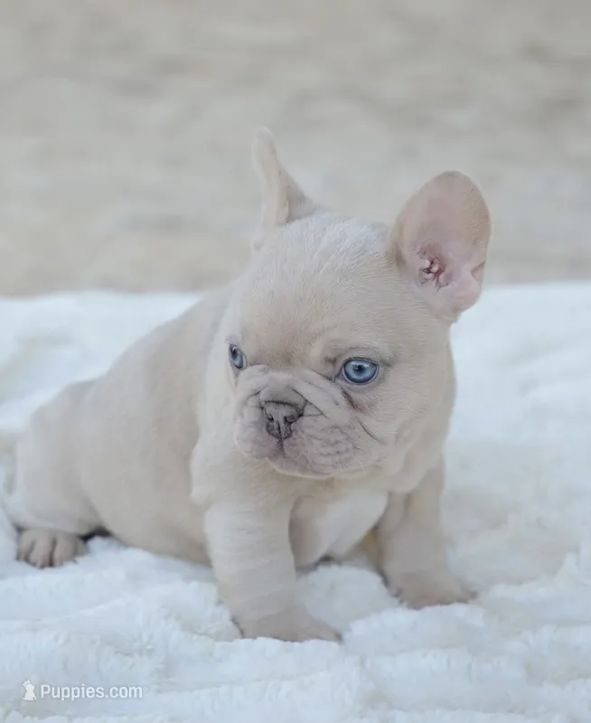 AKC cream Merle – French Bulldog puppy for sale in Jonesboro, LA