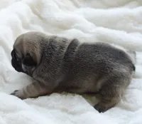 AKC Sable, a male French Bulldog for sale in Jonesboro, LA – 4 of 4