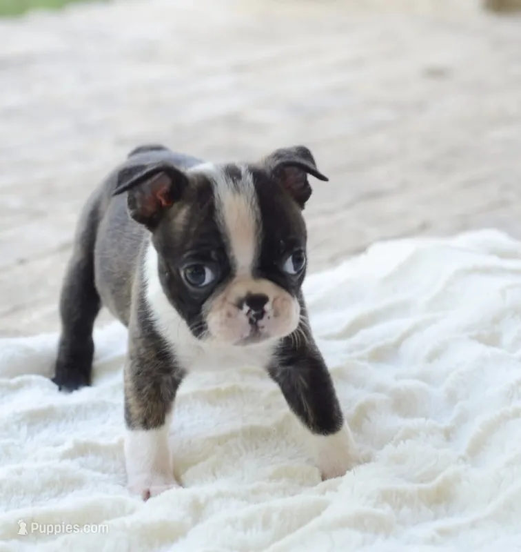 AKC boy 3 – Boston Terrier puppy for sale in Jonesboro, LA